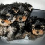 27fa389f123f60696fde49444633f953